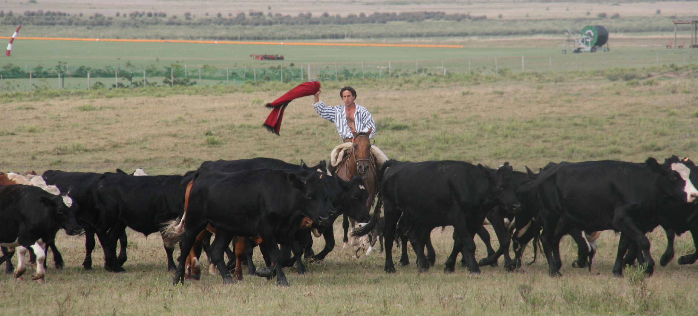 Ein Gaucho treibt zu Pferd eine Rinderherde über die weiten Felder des uruguayischen Campo