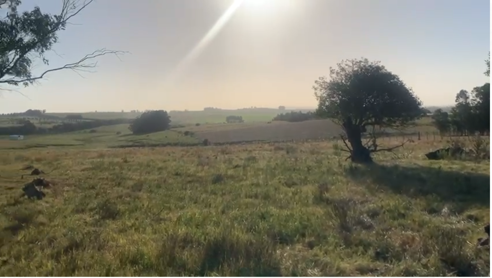 Weites Feld im Campo bei José Ignacio, früher Morgen, ein einzelner Baum im Gegenlicht